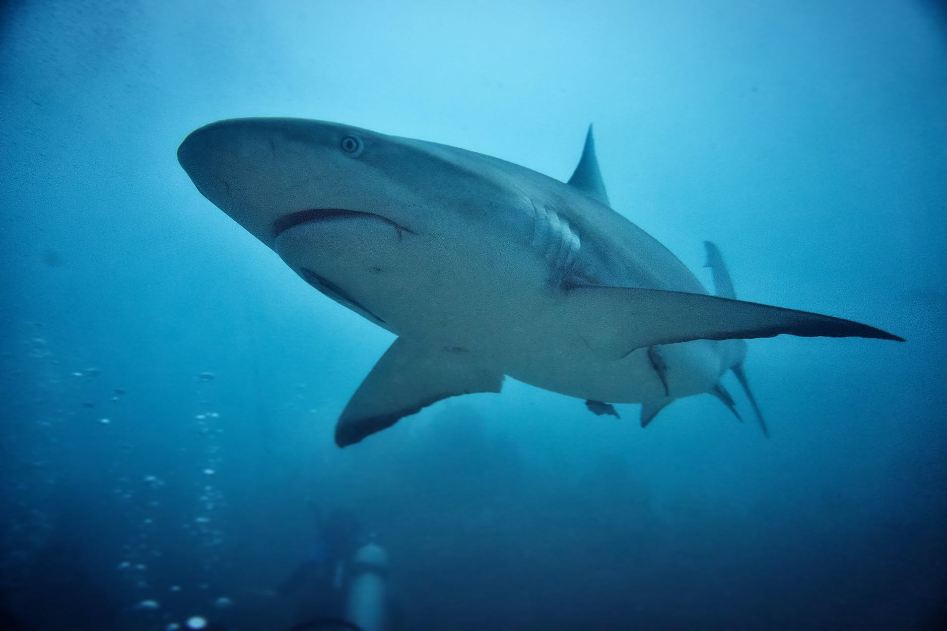 close up shot of grey reef shark
