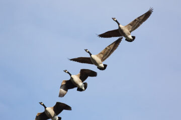 connecticut-migratory-bird-hunting-season