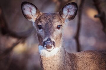 animal in close up photography