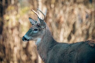 close up shot of a deer