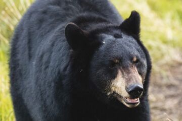 a black bear in the wild