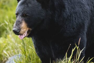 olympic black bear standing next to stone