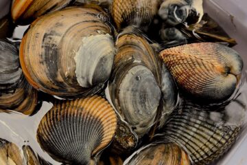 a close up of a bunch of clams in a container