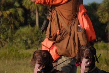 hunter in orange with two german shorthaired pointers
